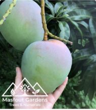 مانجو فيتنامي‏
Vietnam Mango - Image 8