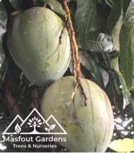 مانجو فيتنامي‏
Vietnam Mango - Image 9