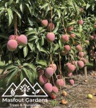 مانجو فيتنامي‏
Vietnam Mango - Image 5