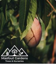 مانجو فيتنامي‏
Vietnam Mango