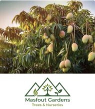 مانجو فيتنامي‏
Vietnam Mango - Image 11