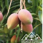 مانجو كيتKeitt Mango