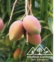 مانجو فيتنامي‏
Vietnam Mango - Image 10