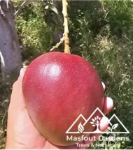 مانجو كنت أحمرKent Mango - Image 3