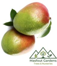 مانجو كنت أحمرKent Mango - Image 2