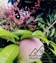 مانجو كنت أحمرKent Mango - Image 6