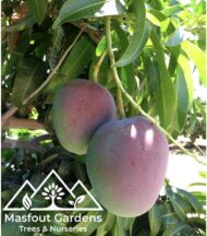 مانجو كنت أحمرKent Mango - Image 7