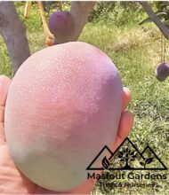 مانجو كنت أحمرKent Mango - Image 8