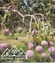 مانجو كنت أحمرKent Mango - Image 5