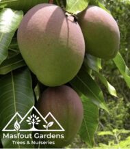 مانجو كنت أحمرKent Mango