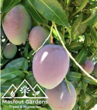 مانجو كنت أحمرKent Mango - Image 4