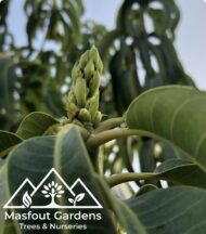 مانجو كنت أحمرKent Mango - Image 9