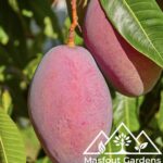 مانجو أوستين‏Osteen Mango