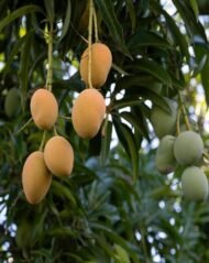 ⁦مانجو عويس Awis Mango⁩ - الصورة ⁦5⁩