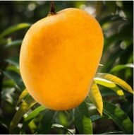 ⁦مانجو عويس Awis Mango⁩ - الصورة ⁦6⁩