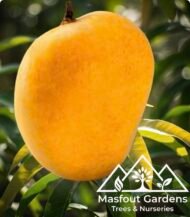 ⁦مانجو ألفونسو Alphonso Mango⁩ - الصورة ⁦2⁩