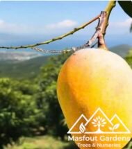 ⁦مانجو ألفونسو Alphonso Mango⁩ - الصورة ⁦3⁩