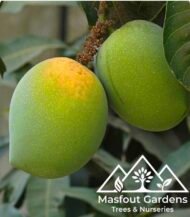 ⁦مانجو ألفونسو Alphonso Mango⁩ - الصورة ⁦4⁩