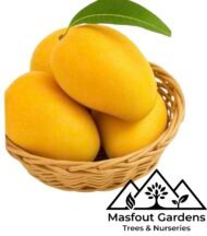 ⁦مانجو ألفونسو Alphonso Mango⁩ - الصورة ⁦5⁩