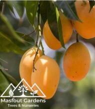 ⁦مانجو ألفونسو Alphonso Mango⁩ - الصورة ⁦6⁩