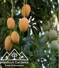 ⁦مانجو ألفونسو Alphonso Mango⁩ - الصورة ⁦7⁩