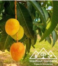 ⁦مانجو ألفونسو Alphonso Mango⁩ - الصورة ⁦8⁩