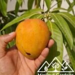 مانجو خد الجميل Khad Gamiel Mango