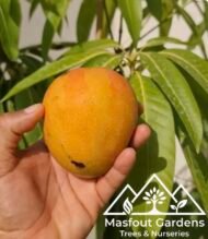 مانجو خد الجميل Khad Gamiel Mango