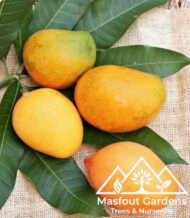 ⁦مانجو خد الجميل Khad Gamiel Mango⁩ - الصورة ⁦2⁩