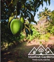 ⁦مانجو خد الجميل Khad Gamiel Mango⁩ - الصورة ⁦4⁩