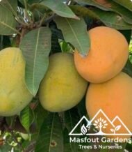 ⁦مانجو خد الجميل Khad Gamiel Mango⁩ - الصورة ⁦5⁩