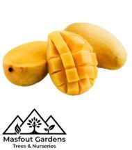 ⁦مانجو خد الجميل Khad Gamiel Mango⁩ - الصورة ⁦6⁩