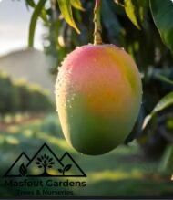 مانجو الزعفران الإماراتيEmirati Zafran Mango