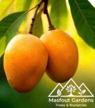 ⁦مانجو الزعفران الإماراتيEmirati Zafran Mango⁩ - الصورة ⁦5⁩