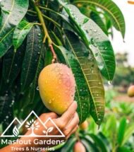 ⁦مانجو الزعفران الإماراتيEmirati Zafran Mango⁩ - الصورة ⁦4⁩