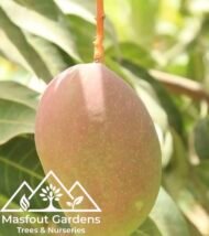 ⁦مانجو الزعفران الإماراتيEmirati Zafran Mango⁩ - الصورة ⁦3⁩