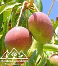 ⁦مانجو الزعفران الإماراتيEmirati Zafran Mango⁩ - الصورة ⁦2⁩