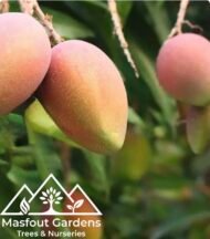 ⁦مانجو الزعفران الإماراتيEmirati Zafran Mango⁩ - الصورة ⁦6⁩