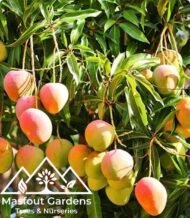 ⁦مانجو الزعفران الإماراتيEmirati Zafran Mango⁩ - الصورة ⁦7⁩