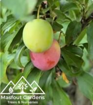 ⁦مانجو الزعفران الإماراتيEmirati Zafran Mango⁩ - الصورة ⁦8⁩