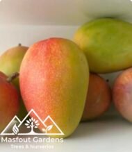 ⁦مانجو الزعفران الإماراتيEmirati Zafran Mango⁩ - الصورة ⁦9⁩