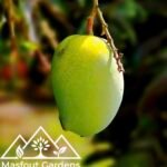 مانجو تيمور Timour Mango