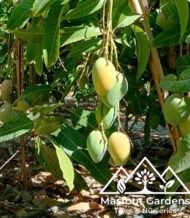 ⁦مانجو عويس Awis Mango⁩ - الصورة ⁦2⁩