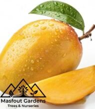 مانجو عويس Awis Mango