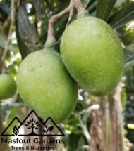 ⁦مانجو عويس Awis Mango⁩ - الصورة ⁦8⁩