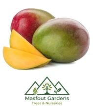 مانجو تومي آتكنز (قلب الثور)
Tommy Atkins Mango - Image 6