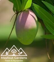 مانجو تومي آتكنز (قلب الثور)
Tommy Atkins Mango - Image 7