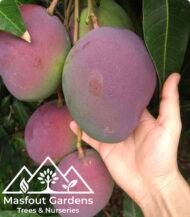 مانجو تومي آتكنز (قلب الثور)
Tommy Atkins Mango - Image 8