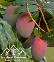 مانجو تومي آتكنز (قلب الثور)
Tommy Atkins Mango - Image 9