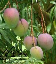 مانجو تومي آتكنز (قلب الثور)
Tommy Atkins Mango - Image 11